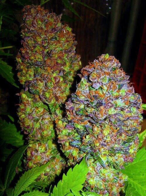 beautiful weed.jpg