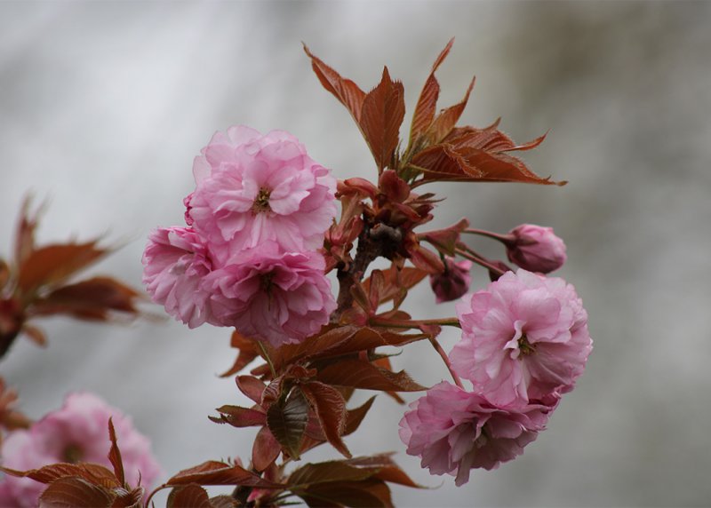 Flower Close Up.jpg