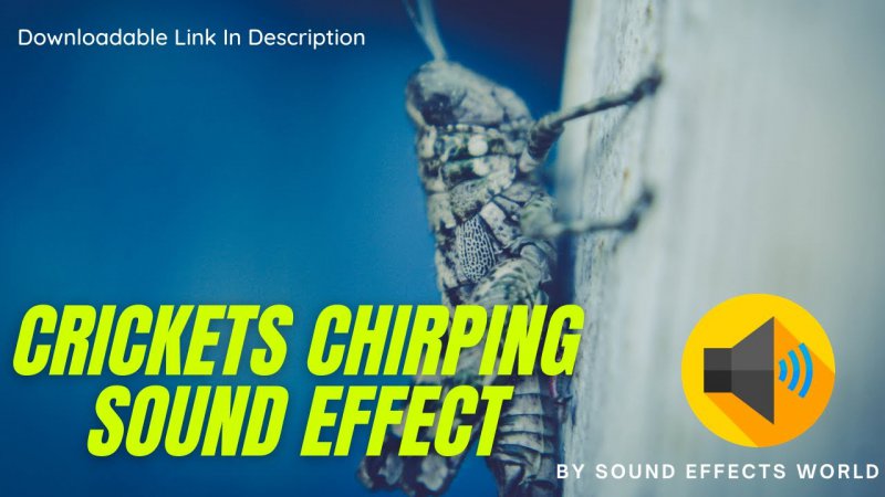 Crickets Chirping.jpg