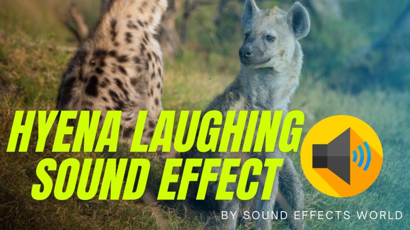 Hyena Laughing.jpg