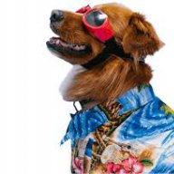 americanpetpolicy