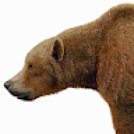 BigNorthernBear