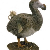 dodomerch