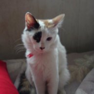 misgatos