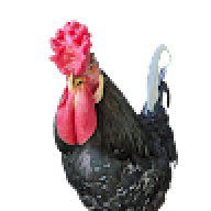 BIG Feathers Farm