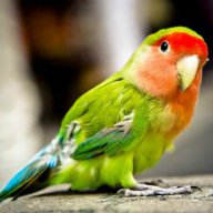 Cute Parrot