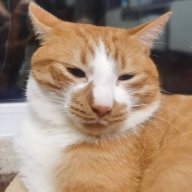 fatcatfoods