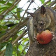 possumremoval