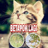 betapok