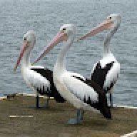 mursalin