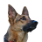 Epic Dogs