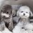 petdiidotcom