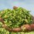 punjabsilage