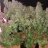 strainseeds