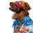 americanpetpolicy
