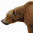 BigNorthernBear