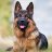 germanshepherdtshirt
