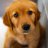 cutedogblogs