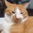 fatcatfoods