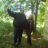 nere